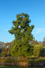 Taxodium distichum, bald cypress or swamp cypress in the middle of small island in the pond of Stromovka in Prague.