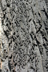 Common hackberry