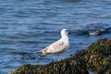 Young seagull sitting on stone during low tide in North Sea, Zeeland, Netherlands