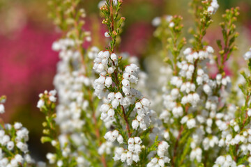 White bell heather