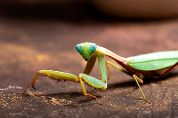 Green praying mantis kind of heirodula vietnam close up on brown background