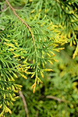 Rheingold Arborvitae