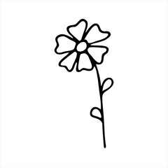 A painted Buttercup flower. Doodle style, black outline, drawing with floral floral elements, minimalism. Isolated. Vector illustration.