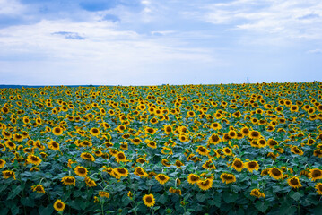 sunflower field in the country