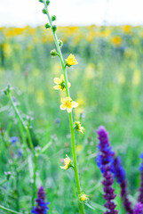lavender field in region