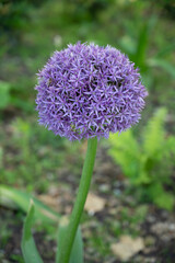 Botanical collection, violet blossom of ornamental garden plant Alllium, chive onion plant