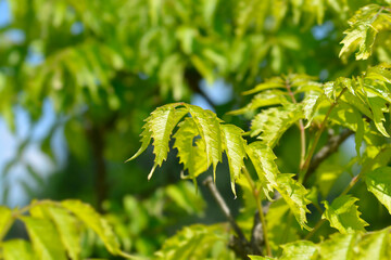 Trumpet creeper Madame Galen