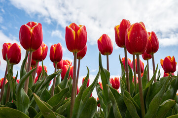 Tulip bulbs production industry, red tulip flowers fields in blossom in Netherlands up view