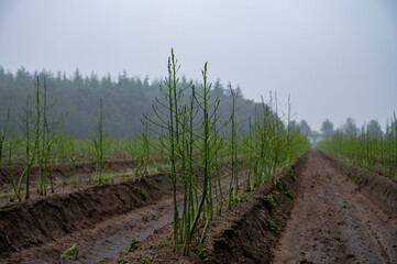 Growing cycle of white asparagus plants in summer