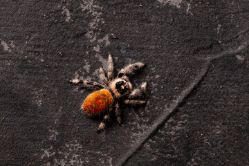 Regal jumping spider female on black background top view, macro photo spider