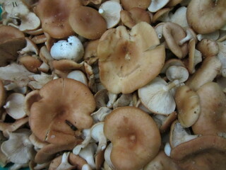 Autumn mushrooms