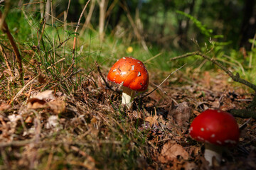 Close-up of poisonous toadstool mushroom growing on forest ground surrounded by moss and leaves
