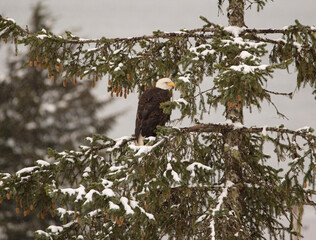 bird on a tree