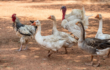 rooster and turkey