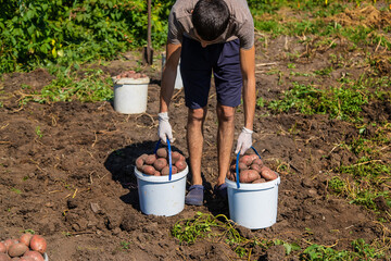 Harvest potatoes in the garden of a man farmer. Selective focus.