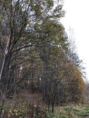 Obraz premium Autumn in a wood.