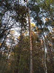 Fototapeta premium Autumn in a wood.