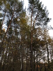 Obraz premium Autumn in a wood.