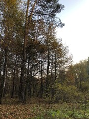 Obraz premium Autumn in a wood.