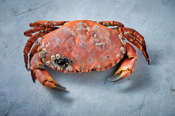 Crab on grey rustic background. Seafood with copy space