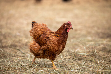 chicken on the farm