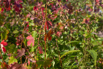 red and yellow leaves