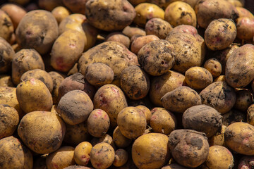 Harvest potatoes in the garden. Selective focus.