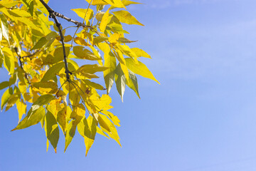 yellow leaves against sky