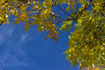 autumn leaves against sky