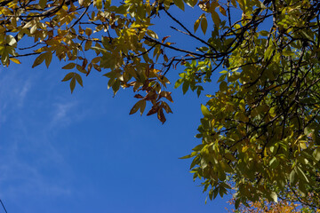 yellow leaves against blue sky