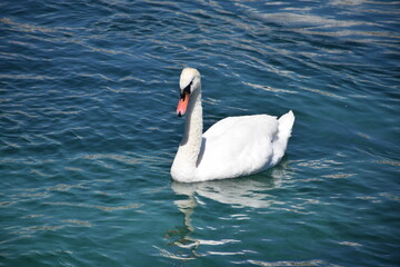 Un cisne en un lago.