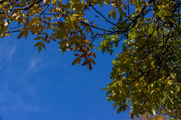 yellow leaves against blue sky