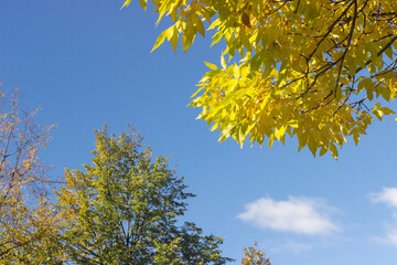 yellow leaves against sky