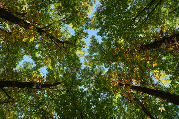 High angle view of chestnut tree forest in the Castañar de El Tiemblo, Avila, Spain that contains trees that are several centuries old.