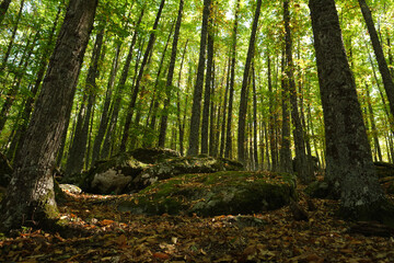 View of the Castañar de El Tiemblo, Avila, Spain. A chestnut tree forest that contains trees that are several centuries old. Boulders covered with moss in the center.
