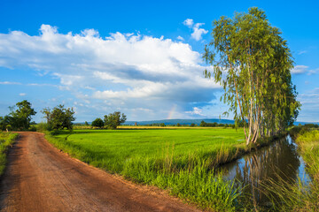 Rice field in cultivated season with dirt road and row of Eucalyptus trees along the canal, beautiful farmland with white clouds and small rainbow on the bright blue sky