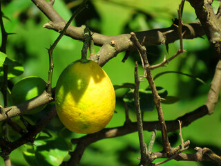 lemon tree, citrus Tahitian lime on the tree. yellow lime on the lime tree.