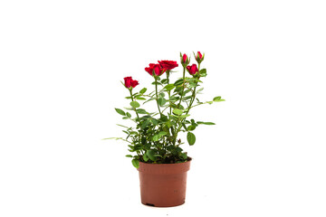 Red roses in a pot isolated on white background.