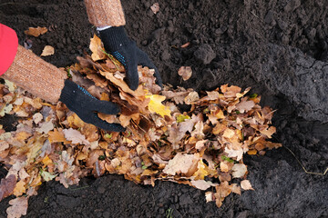 A woman fertilizes the soil with fallen autumn leaves