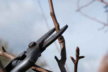 A woman with garden scissors cuts off excess branches from an apple tree