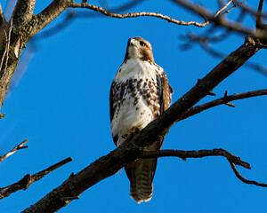 Red-Tailed Hawk perched on a tree at sunset