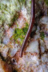 Orange Millipede Leaf