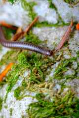 Orange Millipede Leaf