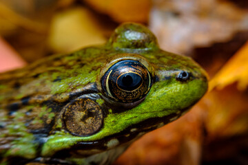 Leopard Frog Eyes Macro