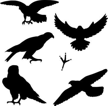 Set of hand drawn black falcon silhouette birds, vector file