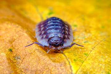 Pill Bug Armadillidiidae