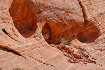 Wildflowers grow among the colorful rock walls and caves in the Nevada Desert