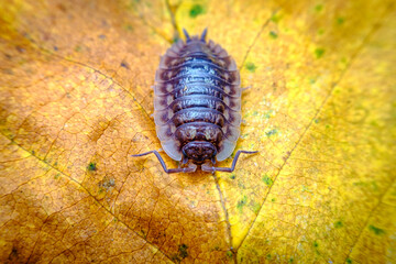 Pill Bug Armadillidiidae