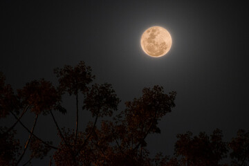 Luna llena y ramas © Felipe