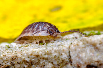 Pill Bug Armadillidiidae